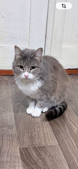 Отдадим молодую кошку