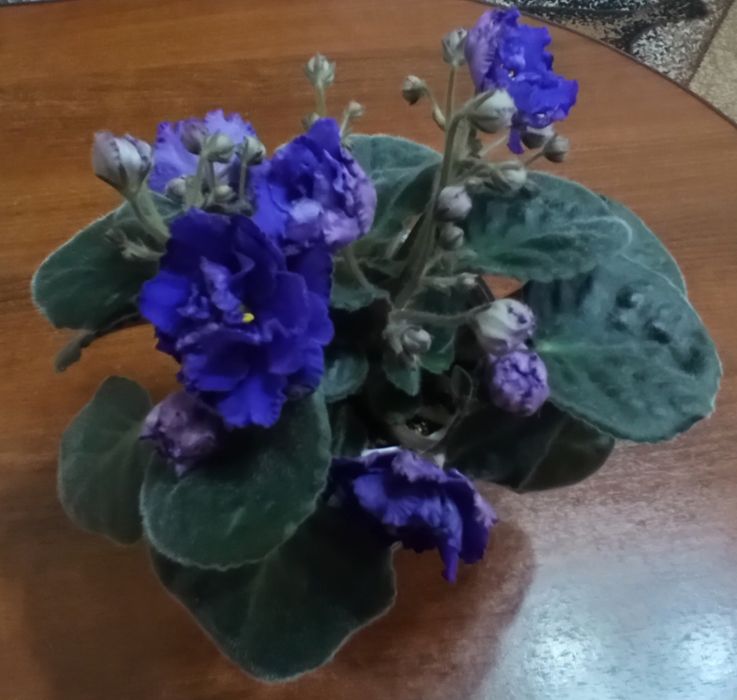 Продам домашние цветы