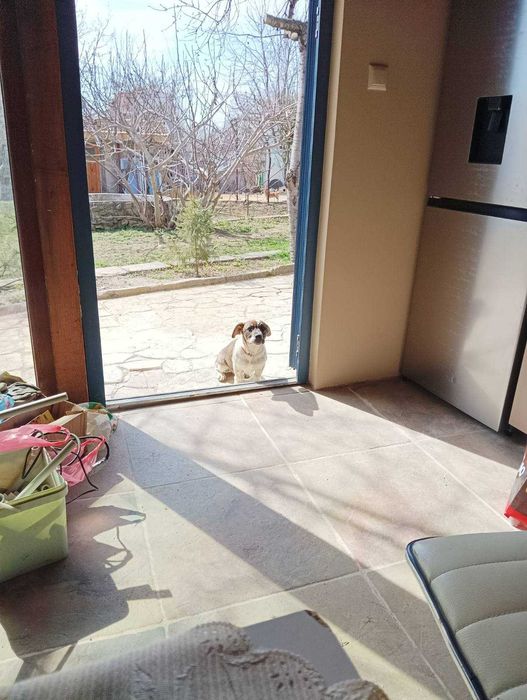 Подаряваме 2 Кученца