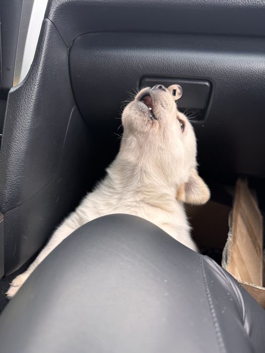 продам лабрадора