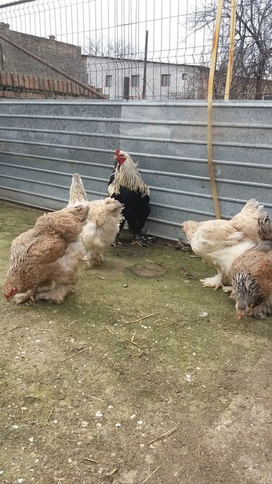 Oua Brahma pentru incubat