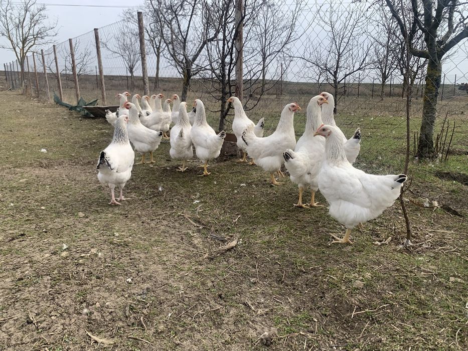 Puicute gaini  tinere  Sussex – 20 săptămâni, gata de ouat!