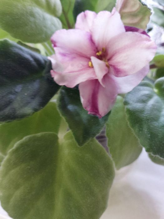 Продаю фиалки ПЕРВОЦВЕТЫ