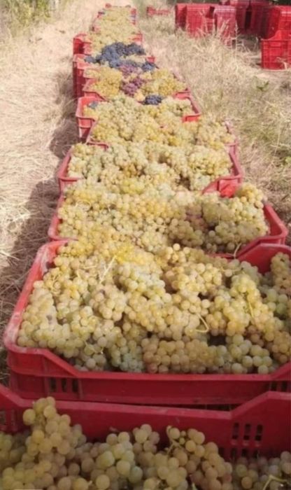Vindem struguri pentru vin