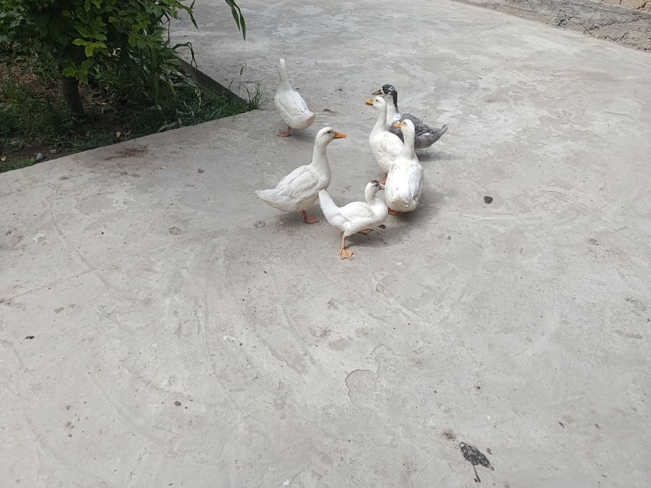 Oʻrdaklar sotiladi 6ta
