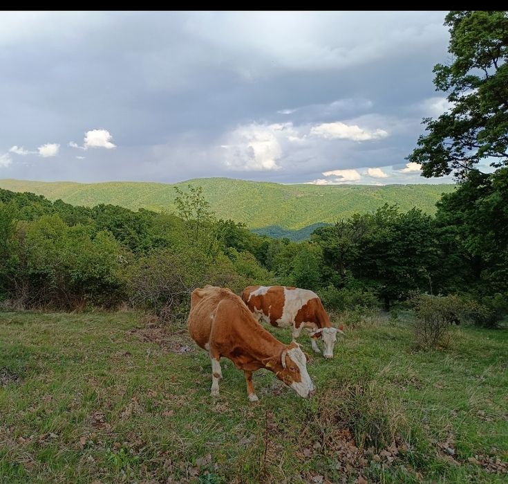 Vând  2 vaci bălțate