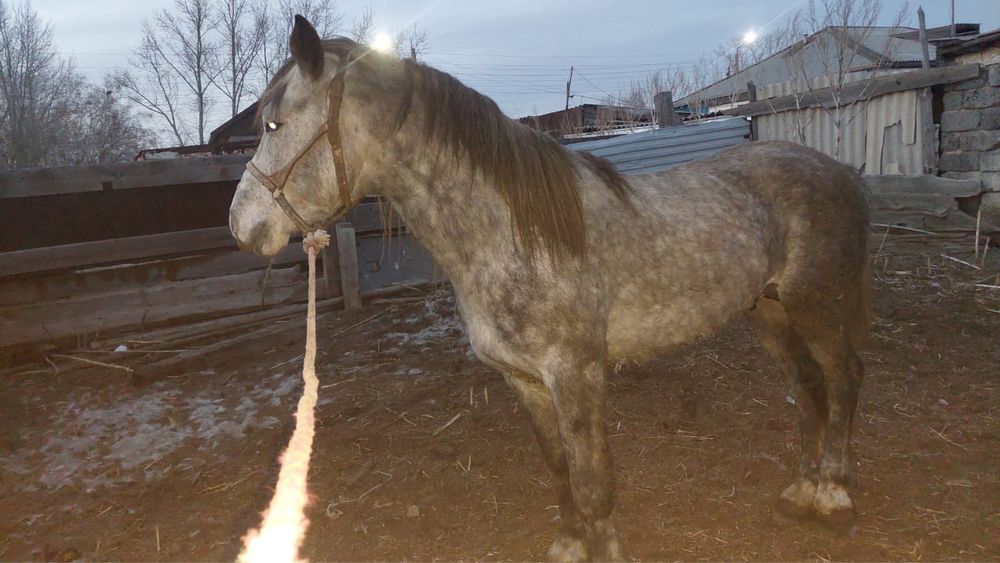 Продам лошадь полутяж