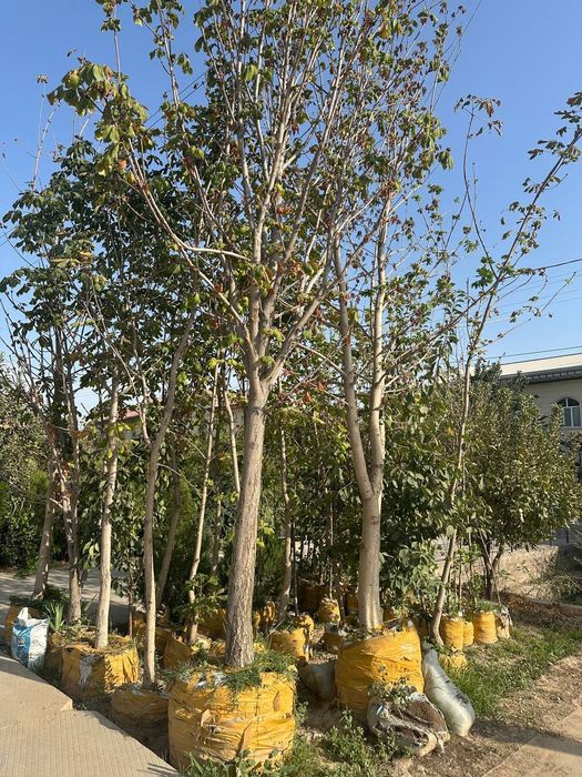 Barcha turdagi manzara va mevali