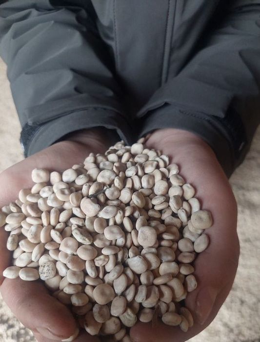 Ячмень.Платный чат! Все корма.