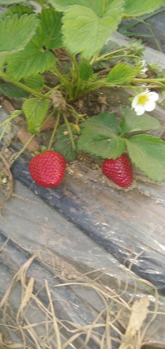 Karyski qulupnay kõchat