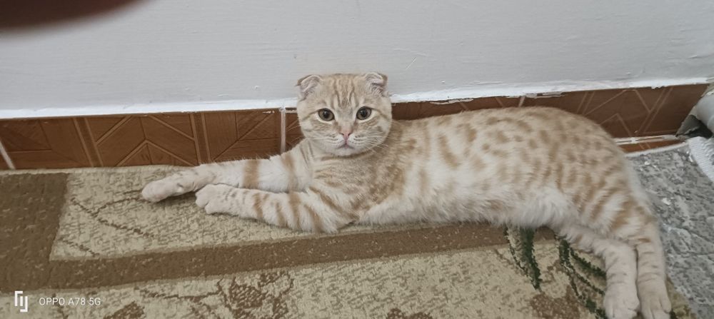 Продам.       кота