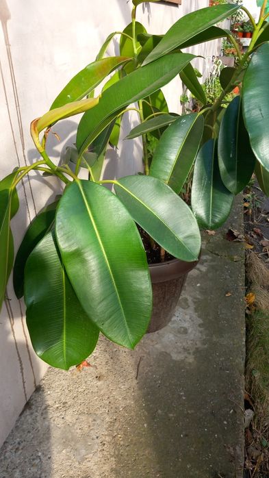 Ficus,trandafir japonez,hortensii