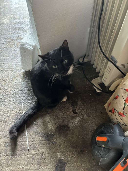 Pisoi de vanzare gratis