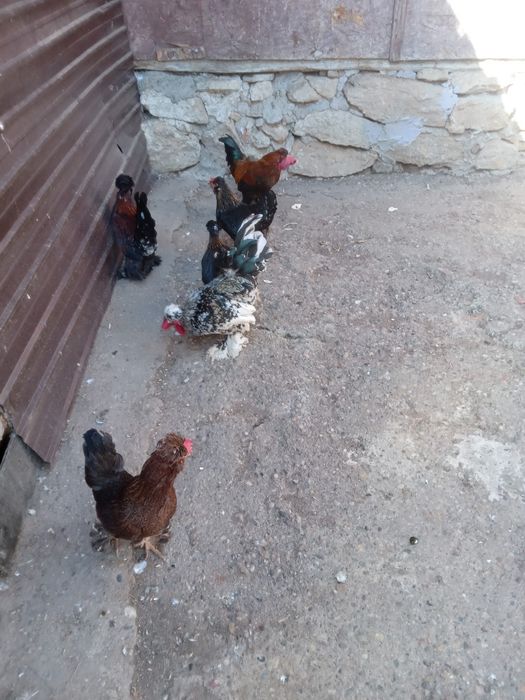 De vanzare Chabo. Mi de flor si strumschi