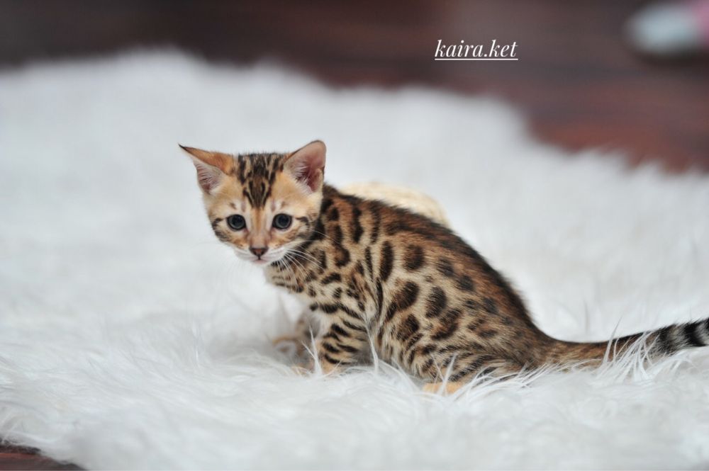 Бенгальские котята