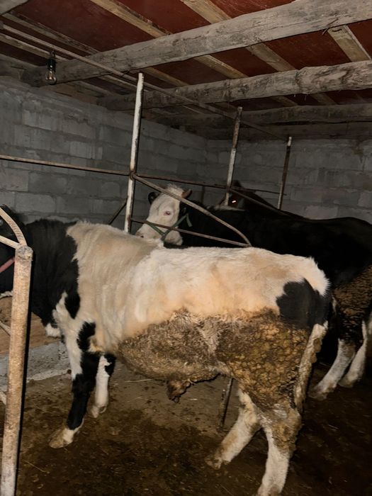 Бордакы сиыр,бука сатылады