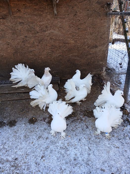 Vând Porumbei voltați indieni