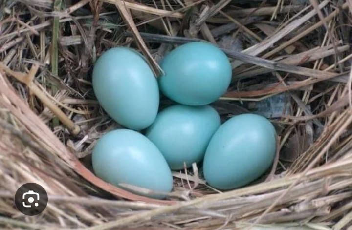 Кремовый легбар английская