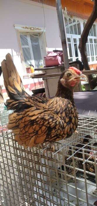 Сибрайт 1та золотой 1та лимонка обши 400минг