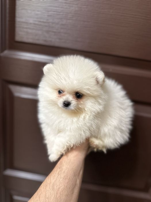 Мини Померан.