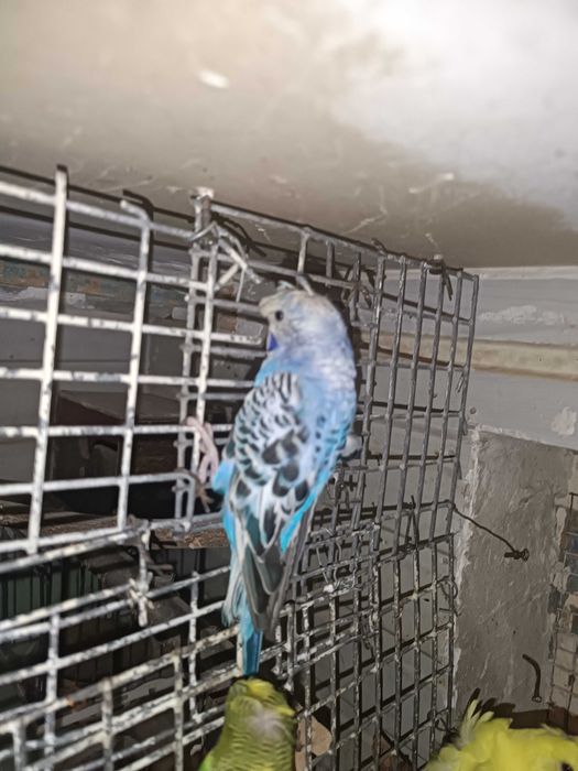 Тайор пара чупатила