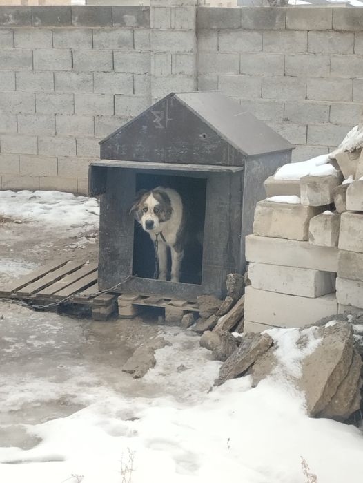 Продам продам собаку