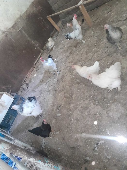 Damashniy tovuqlar sotiladi