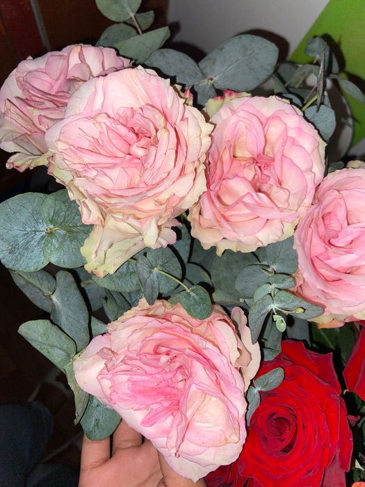 Цветы Romeo свежие