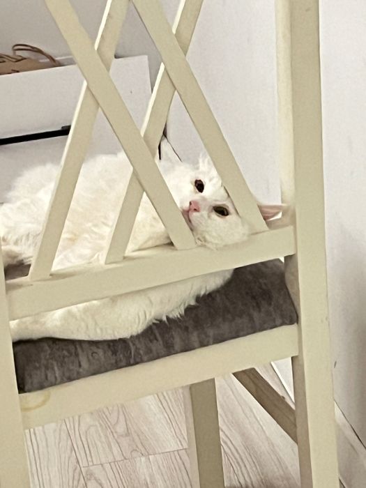 Кота в хорошие руки