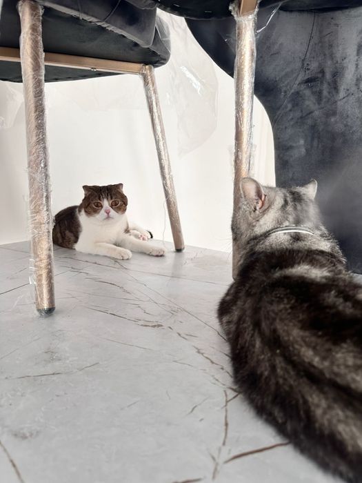 Шотландские котяты