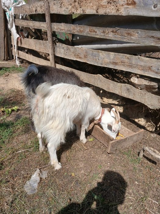 Vând două capre de 7 luni o capră şi un țap