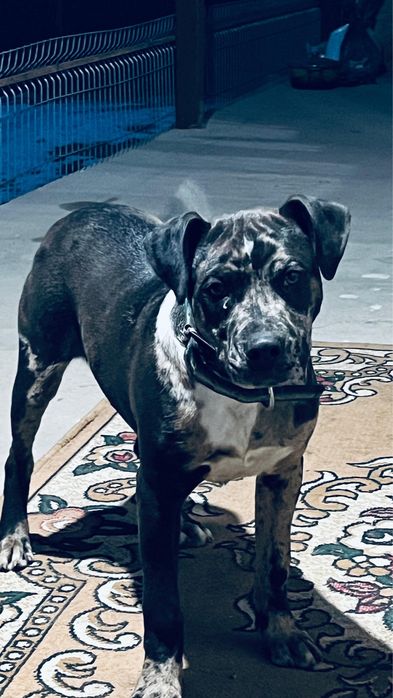 пит бултерер щенка