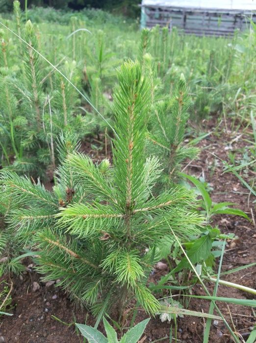 Molid argintiu american 4 ani- Picea pungens Glauca Arizona Apache