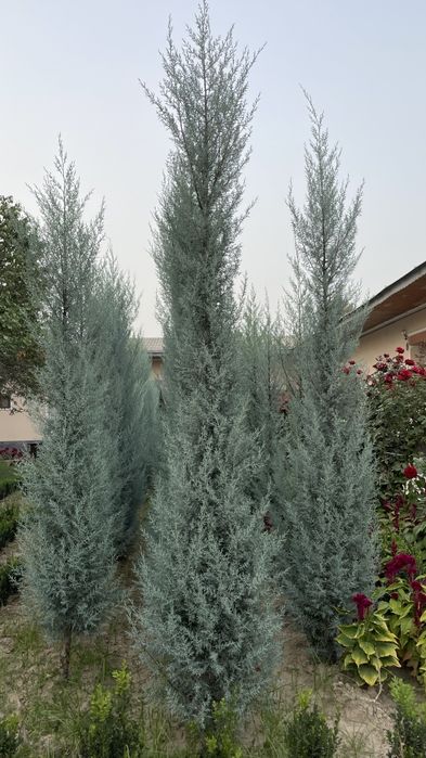 Sogʻlom koʻchatlar