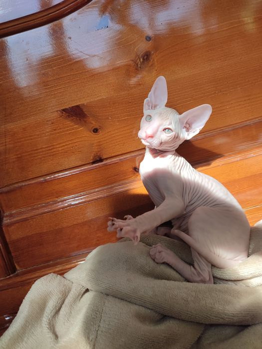 Сфинкс Питерболд