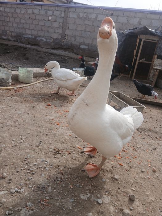 Bir jup g'oz sotiladi sog'lom parasi 650 ming