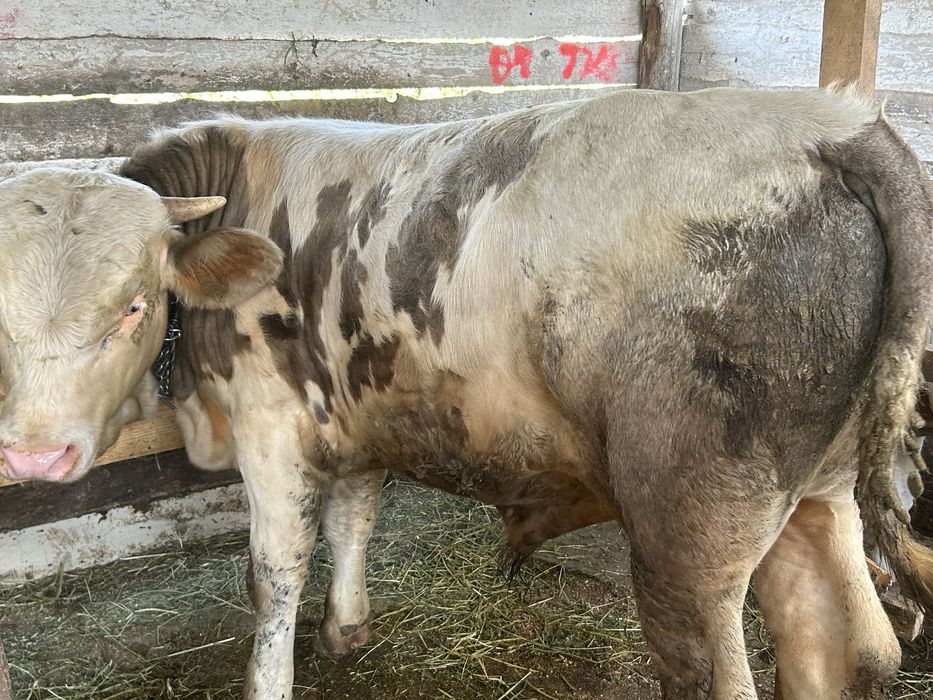 Vand 3 tauri baltati