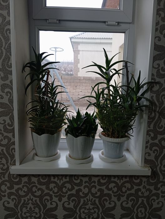 Продаётся алоэ Шымкент қаласы