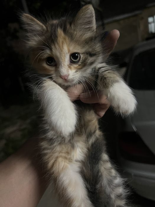 Котята одам в хорошие руки