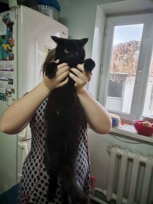 Кошки мышеловки и кот