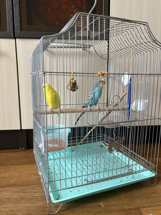 Попугаи волнистые продам