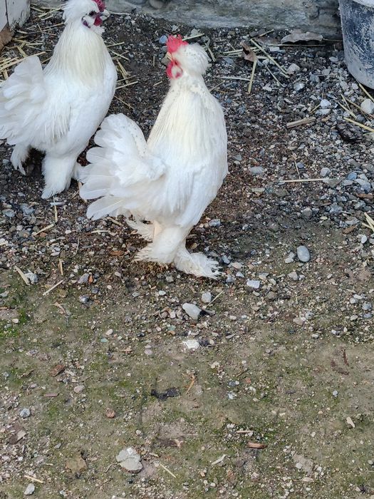 Zotdor yapon xurōzchalar sotiladi