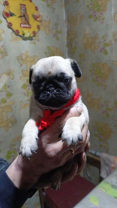 Продам щенков мопса