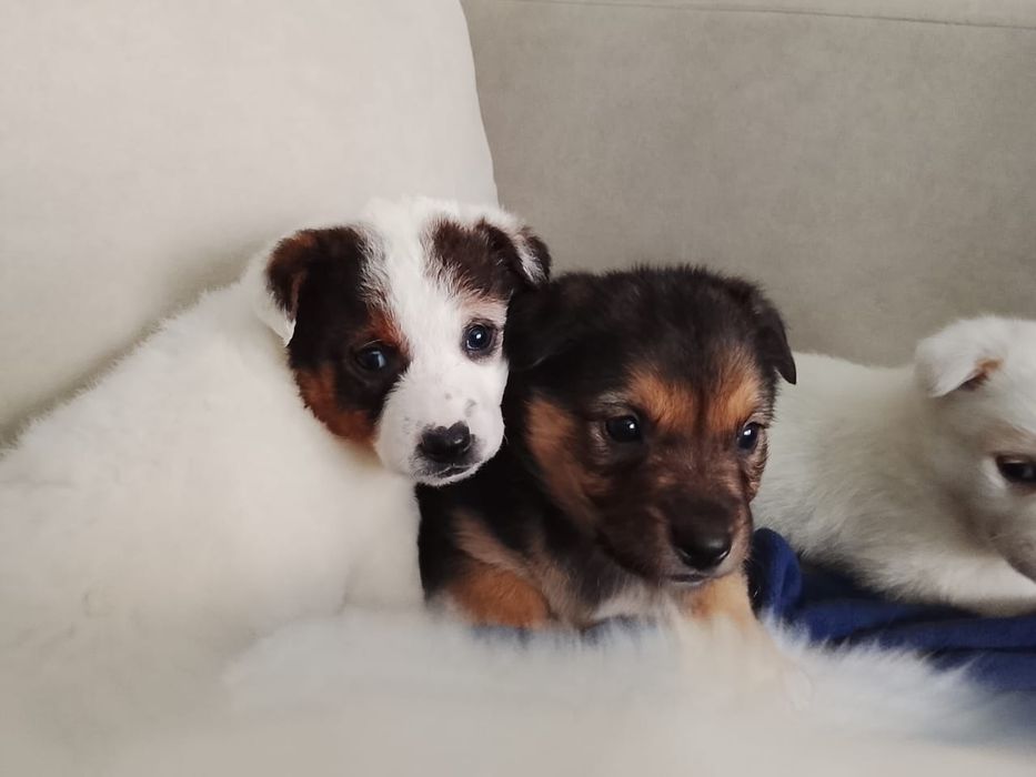 Щенки дворянских кровей