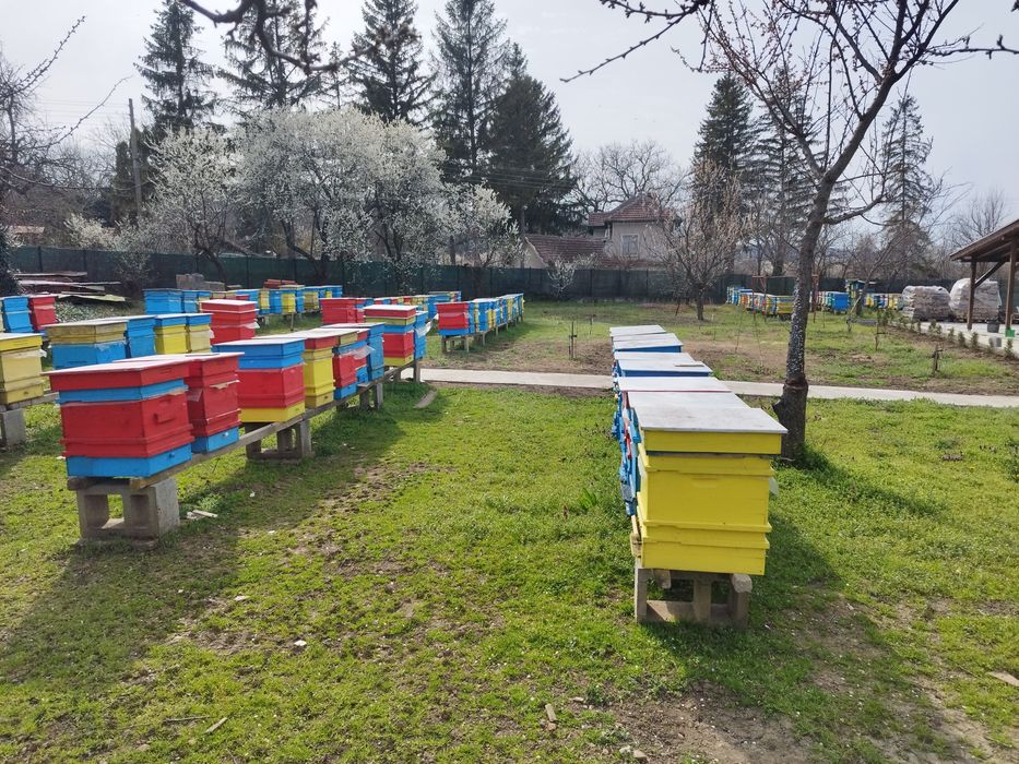 Ранни пчелни отводки