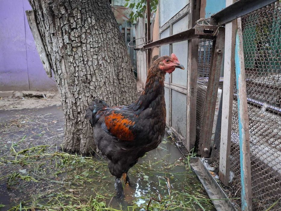 Колумбиский брам, молодые петушки