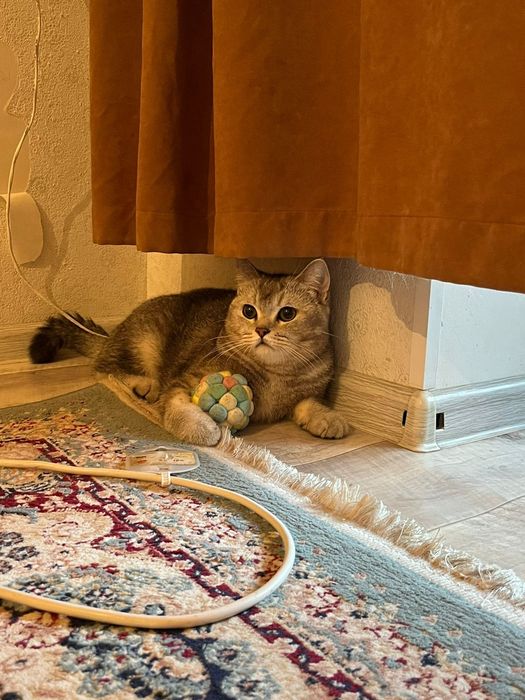 мысық Шотландский