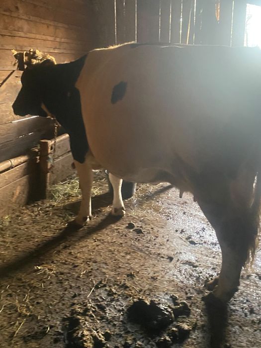 Vaca de vanzare.