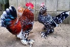 Vand Gaini Cochinchina pitice si Mii de flori