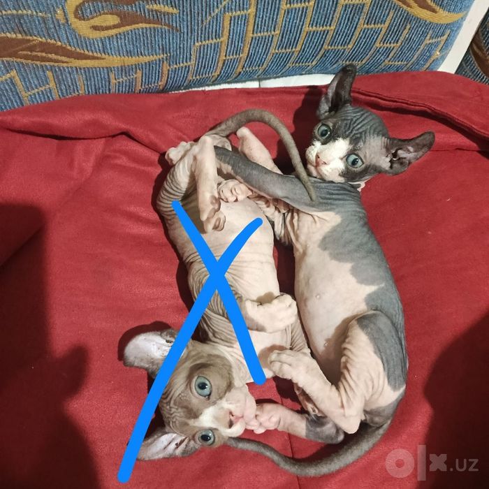 Котенок породы сфинкс